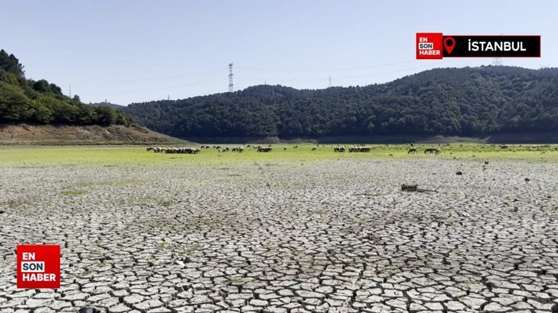 İstanbul'da Alibey Deresi'ne bağlanan göl kurudu