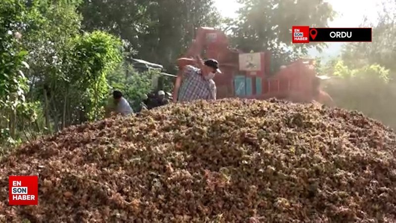 Ordu'da patoz mesaisi başladı: Saatlik ücretleri dudak uçuklattı