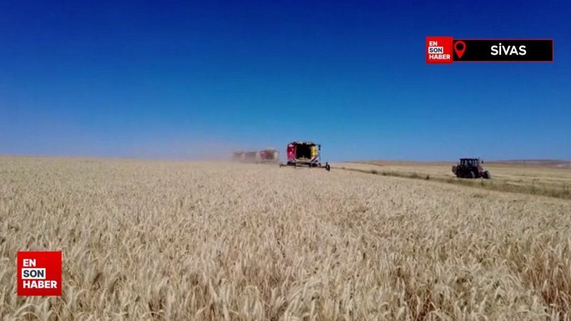 Sivas'ta hasadına başlanan tritikalede yüksek rekolte bekleniyor