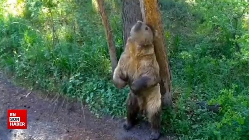 Ayıların doğal yaşamı fotokapana yansıdı