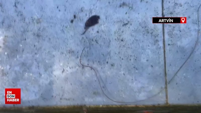 Artvin’de köy çeşmesinde bulunan canlının ne olduğu ortaya çıktı