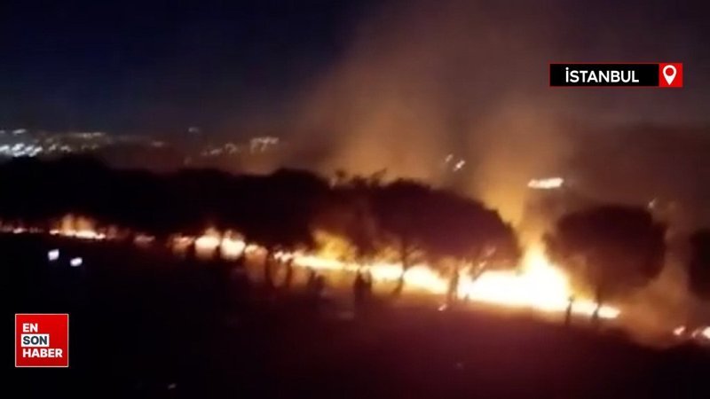 Maltepe'de ormanlık alanda yangın çıktı