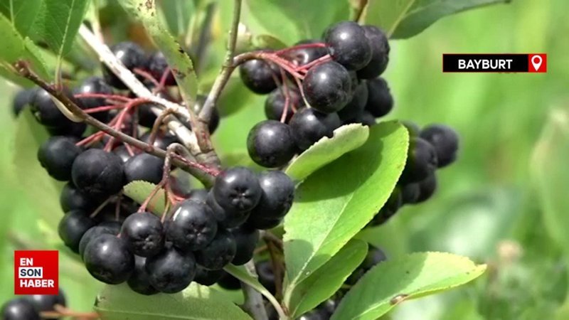 Bayburtlu çiftçilerin yeni gelir kapısı: Aronya