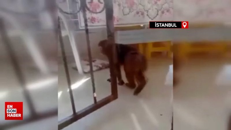 İstanbul'da sahibinden kaçan maymun, 3 kişiye saldırdı