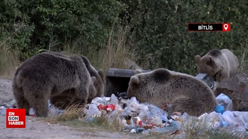 Nemrut’ta boz ayılar böyle görüntülendi