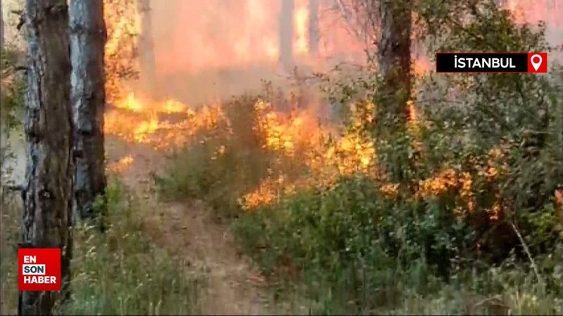 İstanbul'da orman yangını!