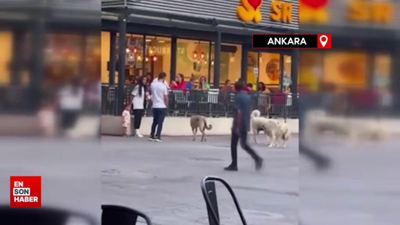 Ankara’da sokak köpekleri, küçük çocuğu olan bir kadının etrafını çevirdi