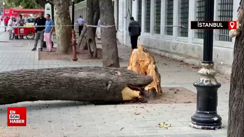 Sultanahmet'te ağaç devrildi