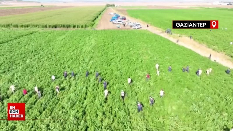 Kaybolan küçük Meryem termal kamera ile bulundu