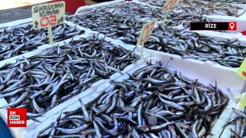 Rize'de hamsinin bollaşmasıyla fiyatı 50 TL'ye düştü