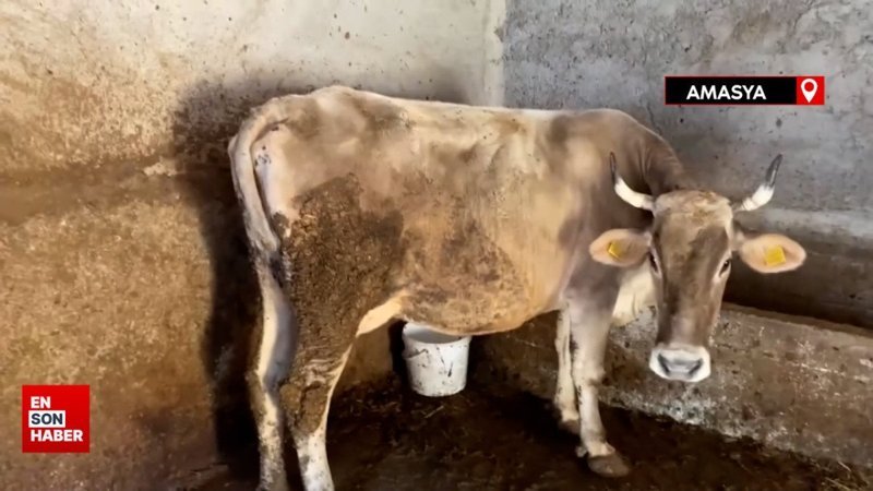 Amasya'da kurdun saldırdığı ineğe yapay kuyruk yaptılar