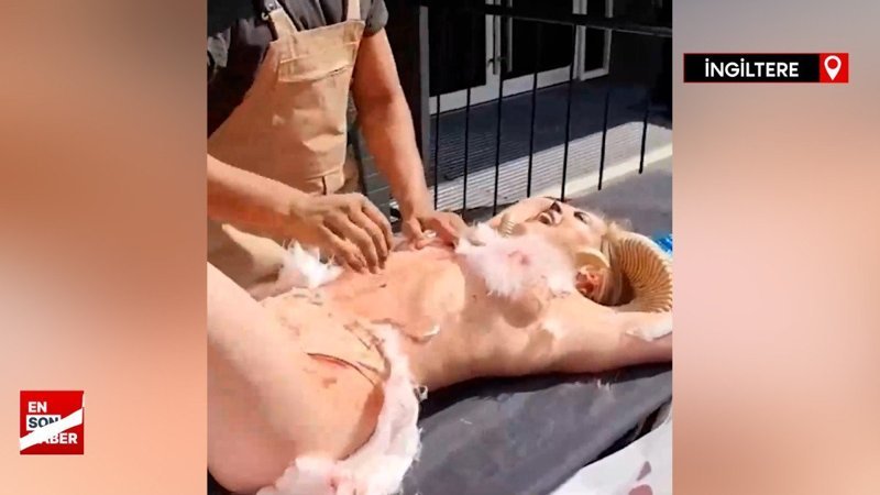 İngiltere'de keçileri canlandıran çıplak kadın çığlık çığlığa protesto yaptı