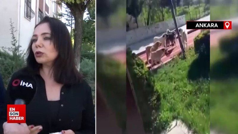 Ankara'da başıboş köpekler mahalle sakinlerini perişan etti
