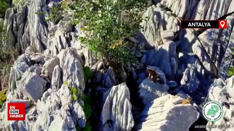 Ayı ve ikiz yavrusunun sarp kayalıklara tırmanma çabası görüntülendi
