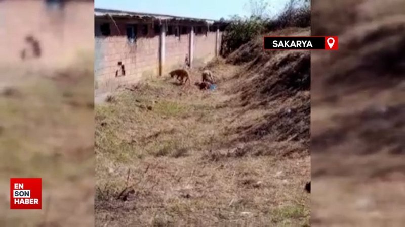 Sakarya'da başıboş köpekler hayvanları telef etti
