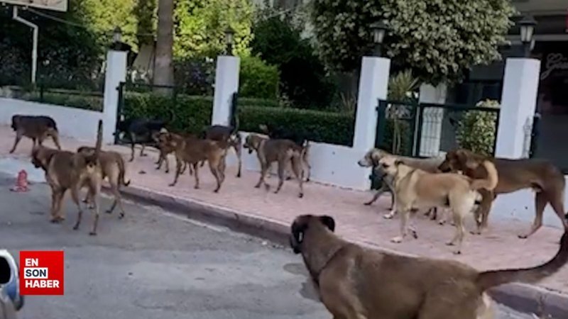 Antalya'da sürü halinde gezen köpekler tehdit oluşturdu