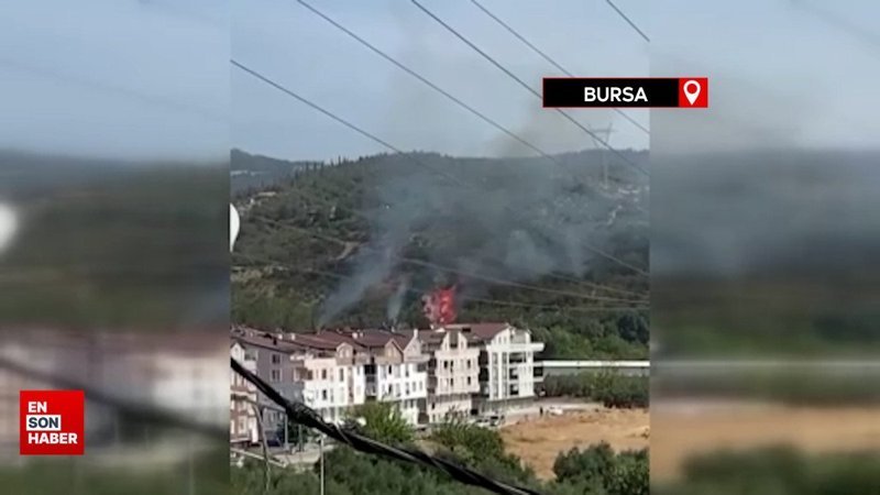 Bursa'da çöp yakarken ormanı yaktı, bir köpek telef oldu