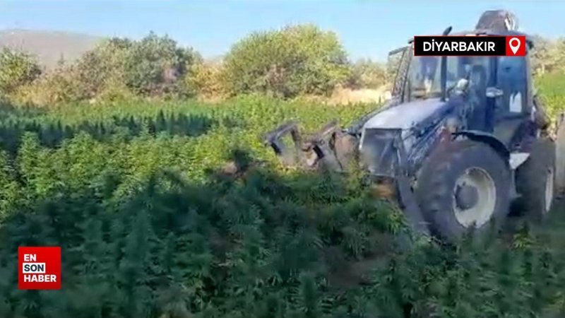 Diyarbakır'da 121 kilo esrar, 350 bin kenevir ele geçirildi