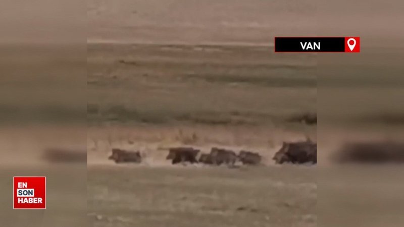 Van'da aç kalan domuz sürüsü mahalleye indi
