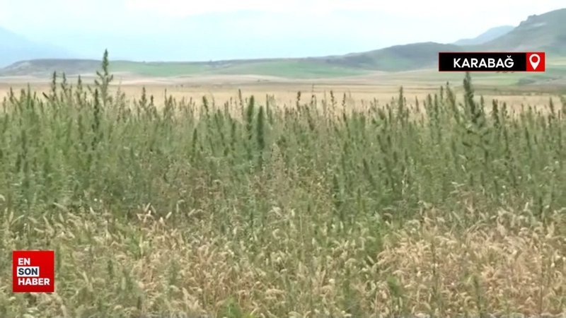 Karabağ'da Ermenilerin ektiği 100 hektardan fazla hint keneviri tarlası bulundu