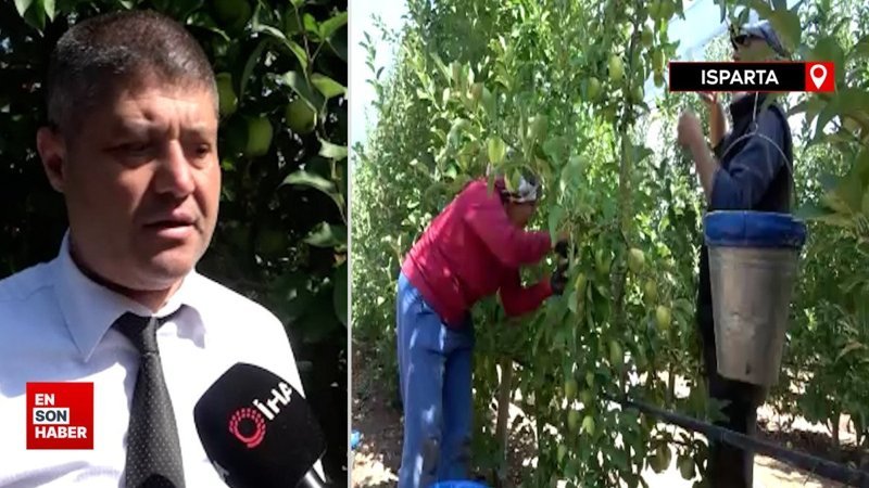Coğrafi işaret alan Isparta elmasının hasadı başladı