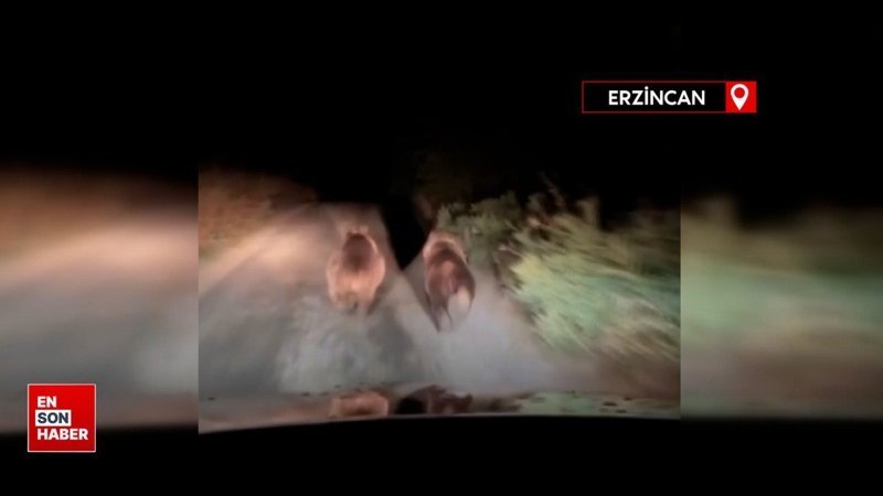 Gece otomobilin önünde koşan iki ayı cep telefonuyla görüntülendi