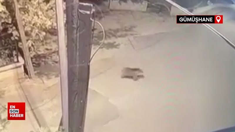 Gümüşhane'deki ayılar bu kez de okul bahçesine girdi