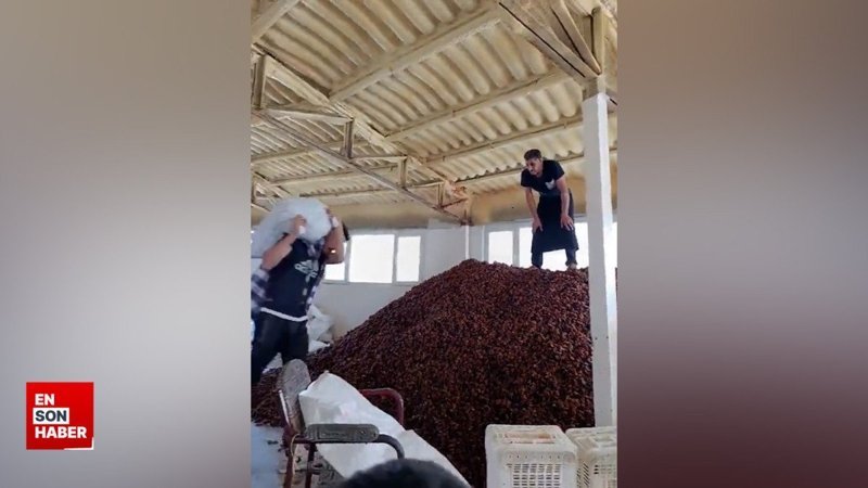 Kayısıların üzerine çıkıp ezdi, o anları sosyal medyada paylaştı