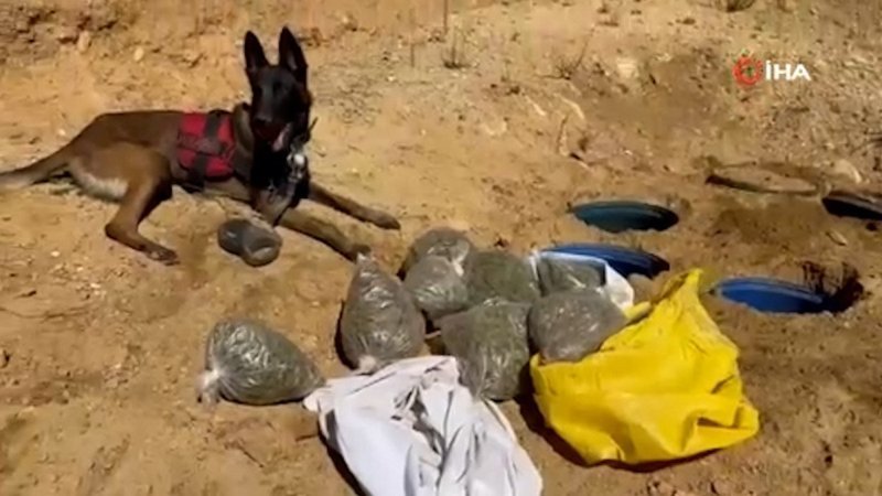 Diyarbakır’da 2 milyon 64 bin kök kenevir ve 812 kilo esrar ele geçirildi