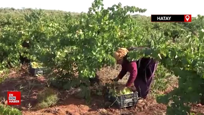 Sıcak havanın rekolteyi etkilediği üzümün tarla fiyatı: 12 TL