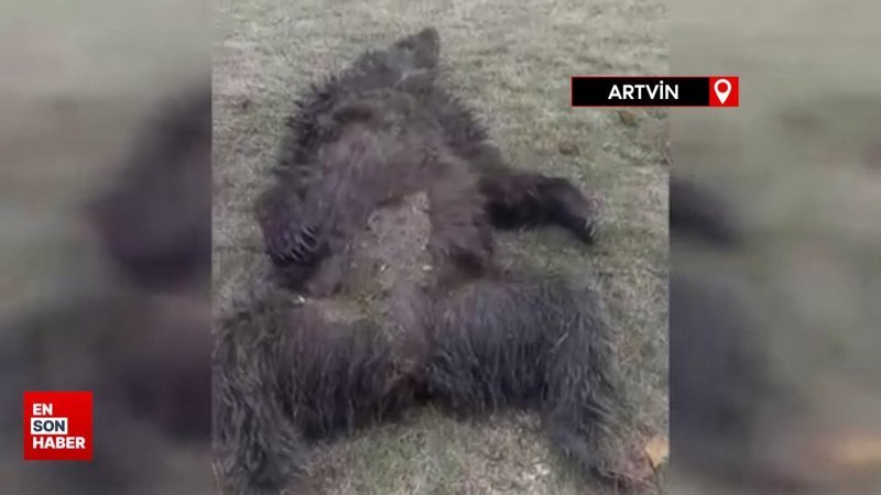 Artvin'de ayının saldırdığı yaşlı adamı komşuları kurtardı