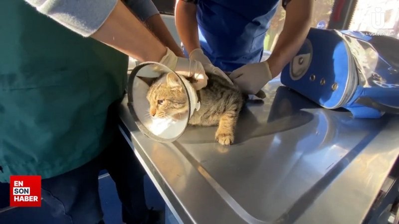 Hilmi Türkmen: Mobil Hayvan Hastanesi VetBüs hergün bir mahallemizde