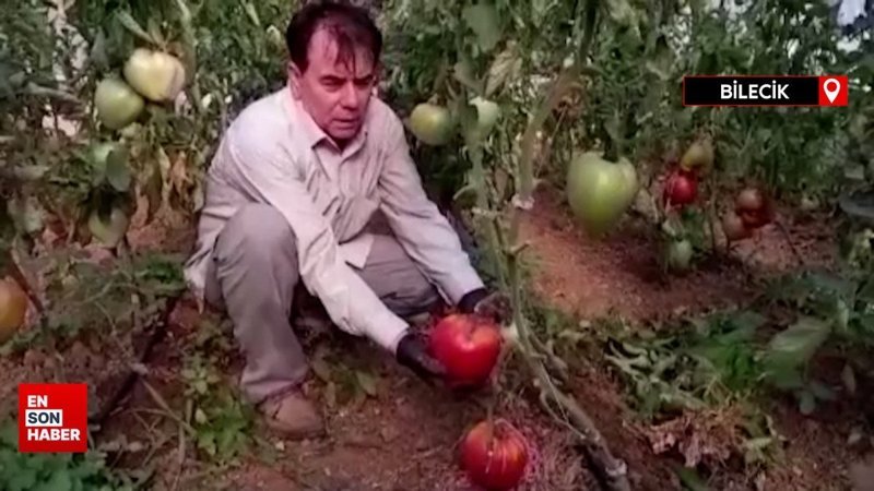 Bilecik'te 1 kilo 712 gramlık domates