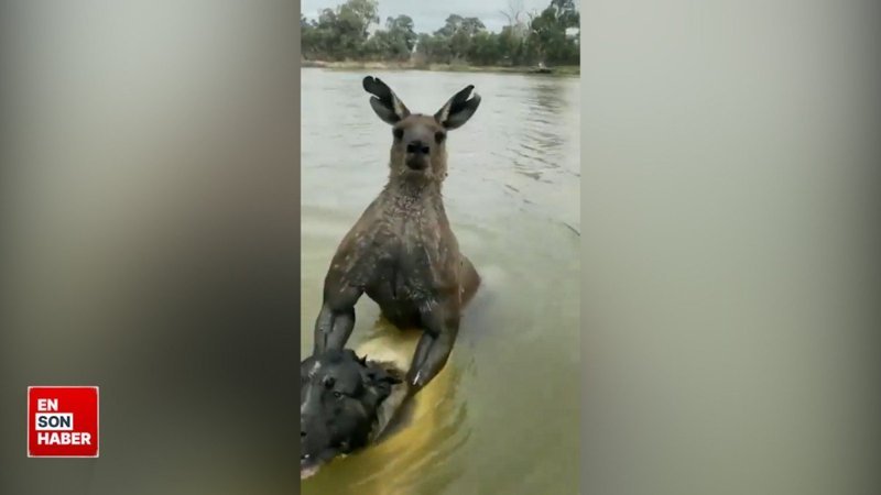 Avusturalya'da köpeği boğan kanguru ile sahibinin yumruklu kavgası