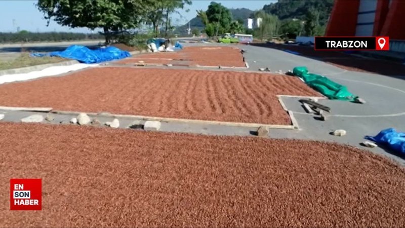 Turizm geliri, fındığı solladı