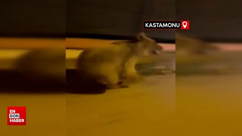 Kastamonu'da ayı şehir merkezine indi