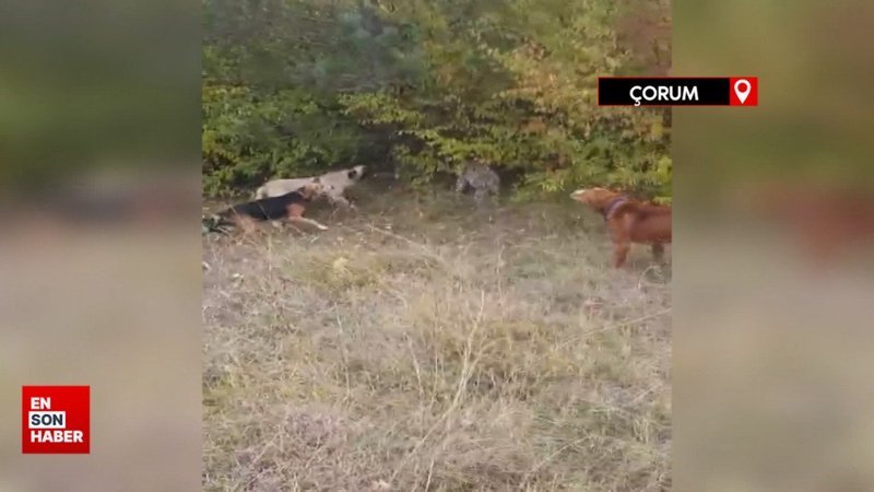Çorum'da vaşak ve köpeklerin karşı karşıya geldiği anlar
