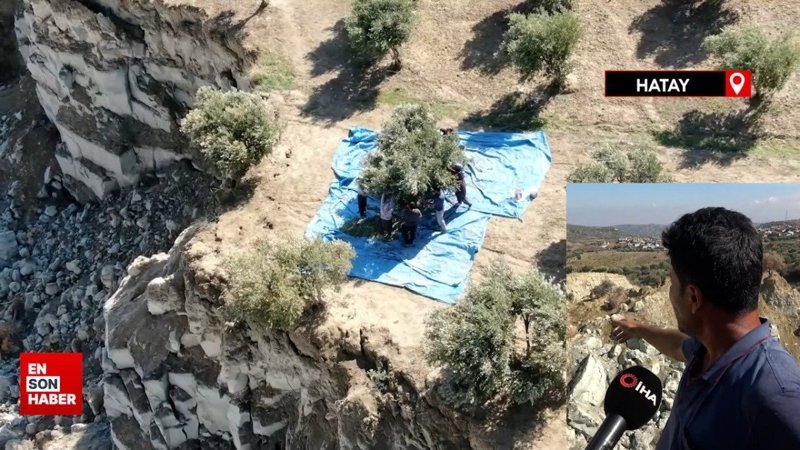 Hatay’da fay hattının ikiye ayırdığı bahçede tedirgin eden hasat başladı