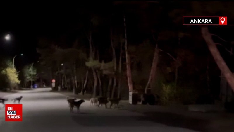 Başıboş köpekler Ankara Soğuksu Milli Parkı'nda ayıya saldırdı