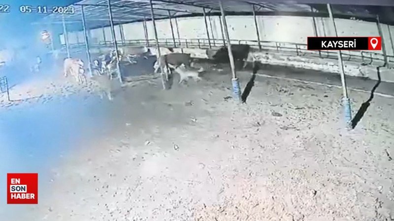 Kayseri'de çiftliğe giren kurt sürüsü ineklere saldırdı