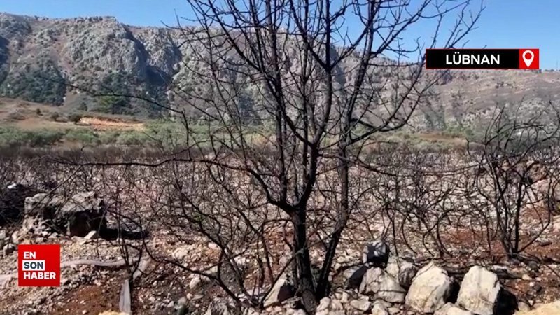 İsrail'in Lübnan'ın güneyine saldırıları sonucu 40 bin zeytin ağacı tamamen yandı