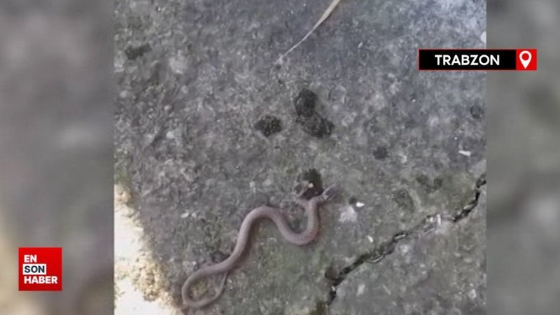 Trabzon'da çift başlı yılan görüntülendi: Sebebi genetik bozukluk
