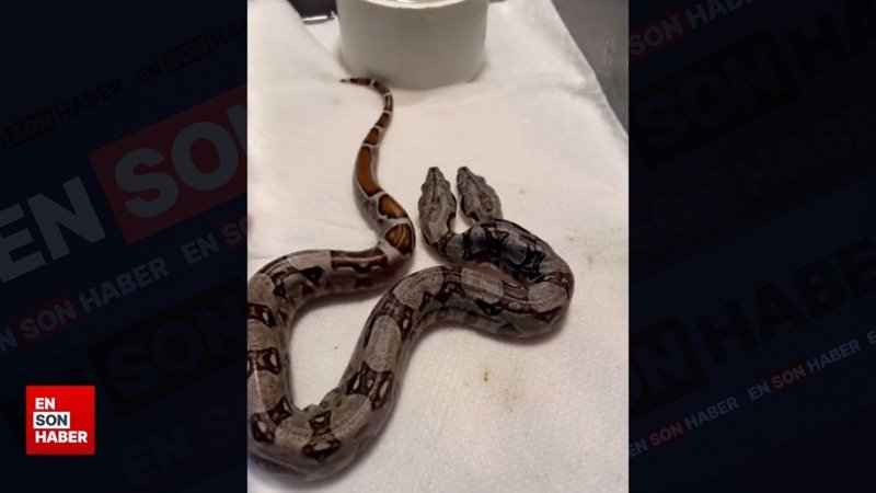 İki yüzlü yılan gündem oldu