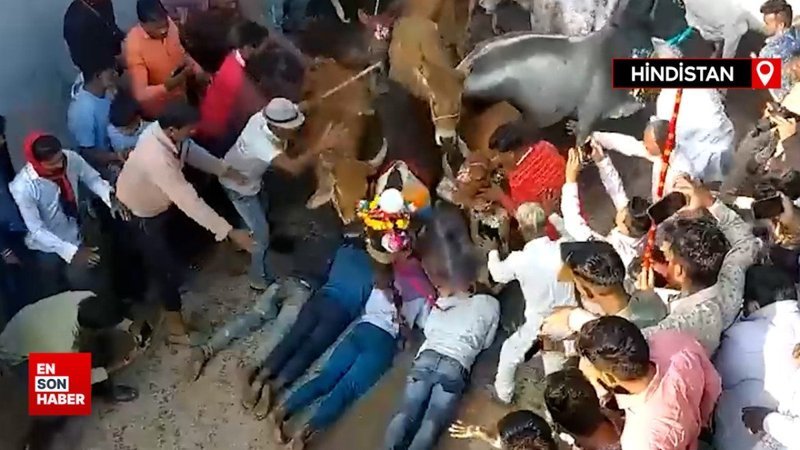 Hindistan'da inekler, yere yatanların üzerinden geçti