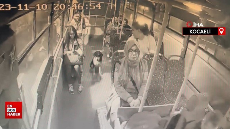 Kocaeli'de sokak köpeğinin otobüste yolculuk yaptığı anlar