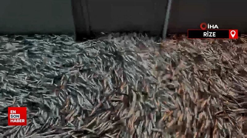 Karadeniz’de hamsi bolluğu sürüyor: Fiyatlar 35 TL seviyesinde