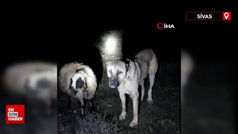 Sivas'ta kangal köpeği rahatsızlanan koyunun başından ayrılmadı