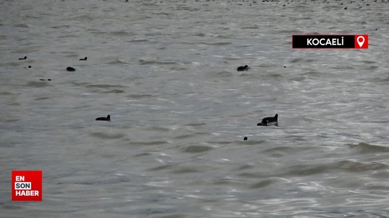 Kocaeli İzmit Körfezi'nde denizin rengi değişti