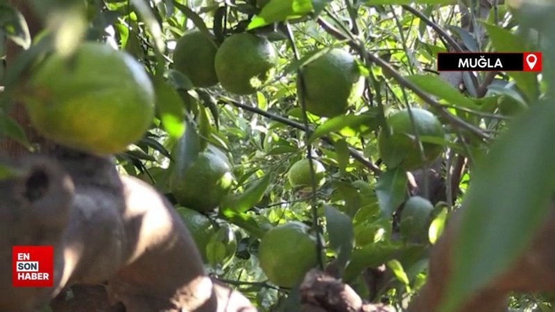 Bodrum mandalinasında bu yıl rekolte düştü