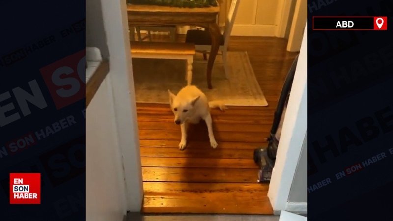 Alkol alan köpek veterinere götürüldü